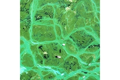 Bright green cyanobacteria in the sea.