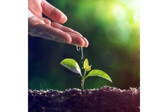 Plant growth.