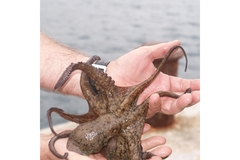 Image Hand holding a live octopus.