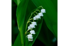 Lilly of the valley flowers on a stem