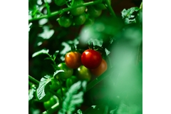 Image Tomatoes are growing around leaves.