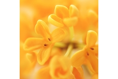 Image Osmanthus flowers.