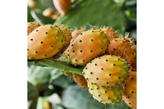 Image prickly pear fruit on cactus