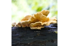 Image A yellow Laetiporus Cremeiporus mushroom growing tree in a green forest.