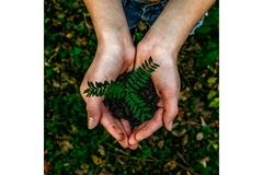 Image A hand holding soil and a green plant.