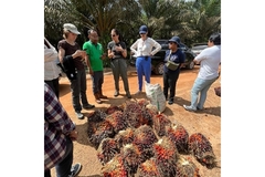 People gathered around the fruit that palm oil comes from.
