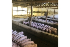 Pigs in a factory.