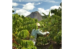 Image A farmer working in a cocoa plantation field.