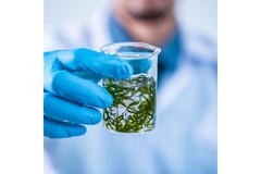 Algae