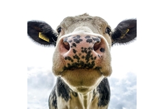 Cow insulin milk