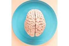 Image Model of a human brain