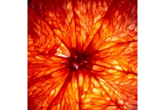 Image Close up of citrus fruit.