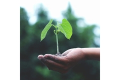 Seedling in hand