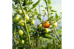 Tomatoes in field.