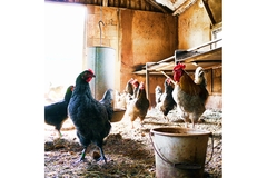 Image Chickens on farm.