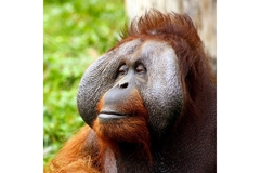 Image Bornean orangutan's face