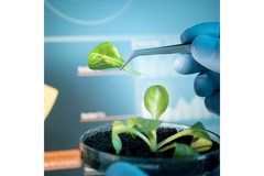 Image Biotech scientist edits plant