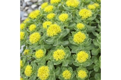 Image Rhodiola rosea