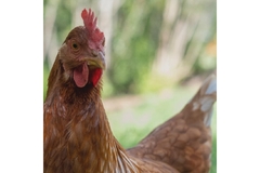 Image A chicken is standing outside.