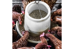 Chickens feeding on farm.