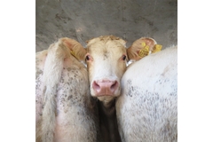 Image Hungarian cattle on livestock carrier.