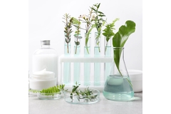 Image Plants in test tubes.