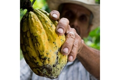A close up of a cacao fruit and a farmer in hat holding it from behind.