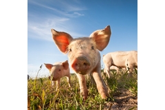 Image Pig farm.