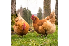 Image Chickens in field.