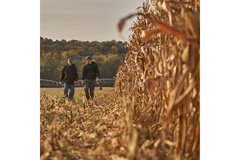 Image Two men walking in a corn field.