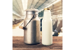 Image Fresh cow milk and cattle.