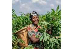 Image Farmer harvesting crops.
