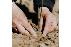 Image Planting seed