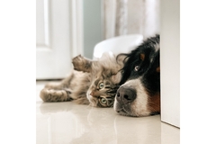 Image A St. Bernard and a fluffy cat cuddle up next to each other on the kitchen floor.