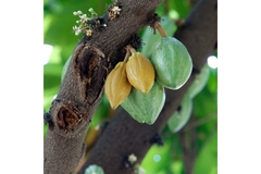 Image Cocoa pods in tree.