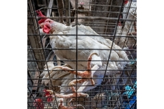 Chicken in cage.
