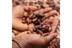 Image Hands holding cocoa beans.