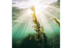 Image Underwater shot of algae growing with the sun shining on it.