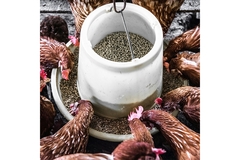 Chickens feeding on farm.