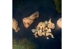 Image Mycelium protein.