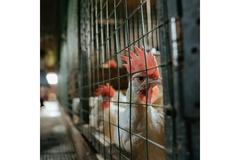 Image A white hen inside a cage.