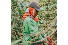 Image Female coffee farmers in Indonesia.