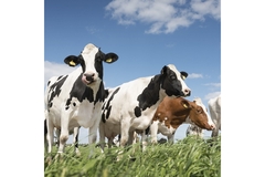 Black and white cows under the blue sky in a farm.