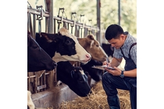 Image Farmer with cows.