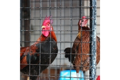 Image Two hens in a cage.