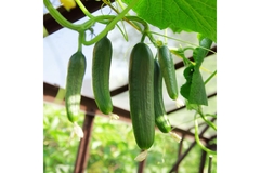 Image cucumber