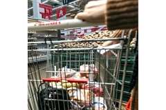 Pushing trolley through store.