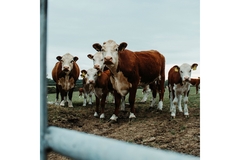 Image Cows in the field.