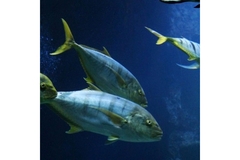 Image Tuna in ocean.