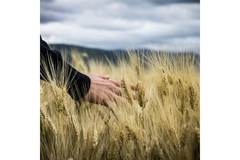 Image Wheat glyphosate agriculture pesticides